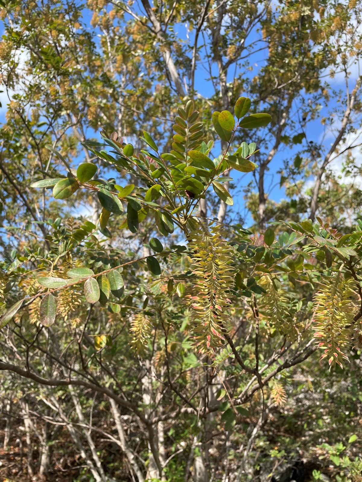 Image of a Spanish Armada plant as part of the national tree planting (NTP) initiative led by the Cayman Islands Government under the Ministry of sustainability climate resiliency and wellness (MSCRW)